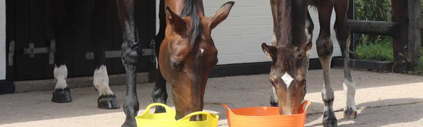 Horses eating from a bucket in a stable